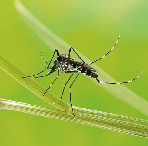 Unimed JF - Dengue, zika, chikungunyae febre amarela: como se prevenir